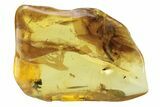 Detailed Fossil Ant, Flies, Spider, and Mites in Baltic Amber #234462-7